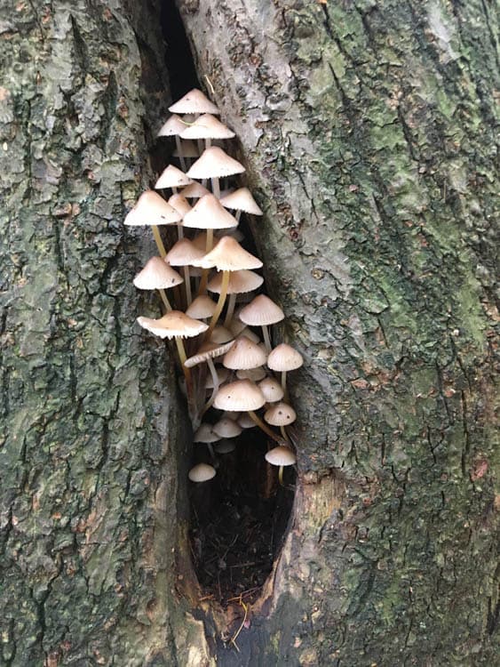 Funghi Trail with Friends of Ecclesall Woods