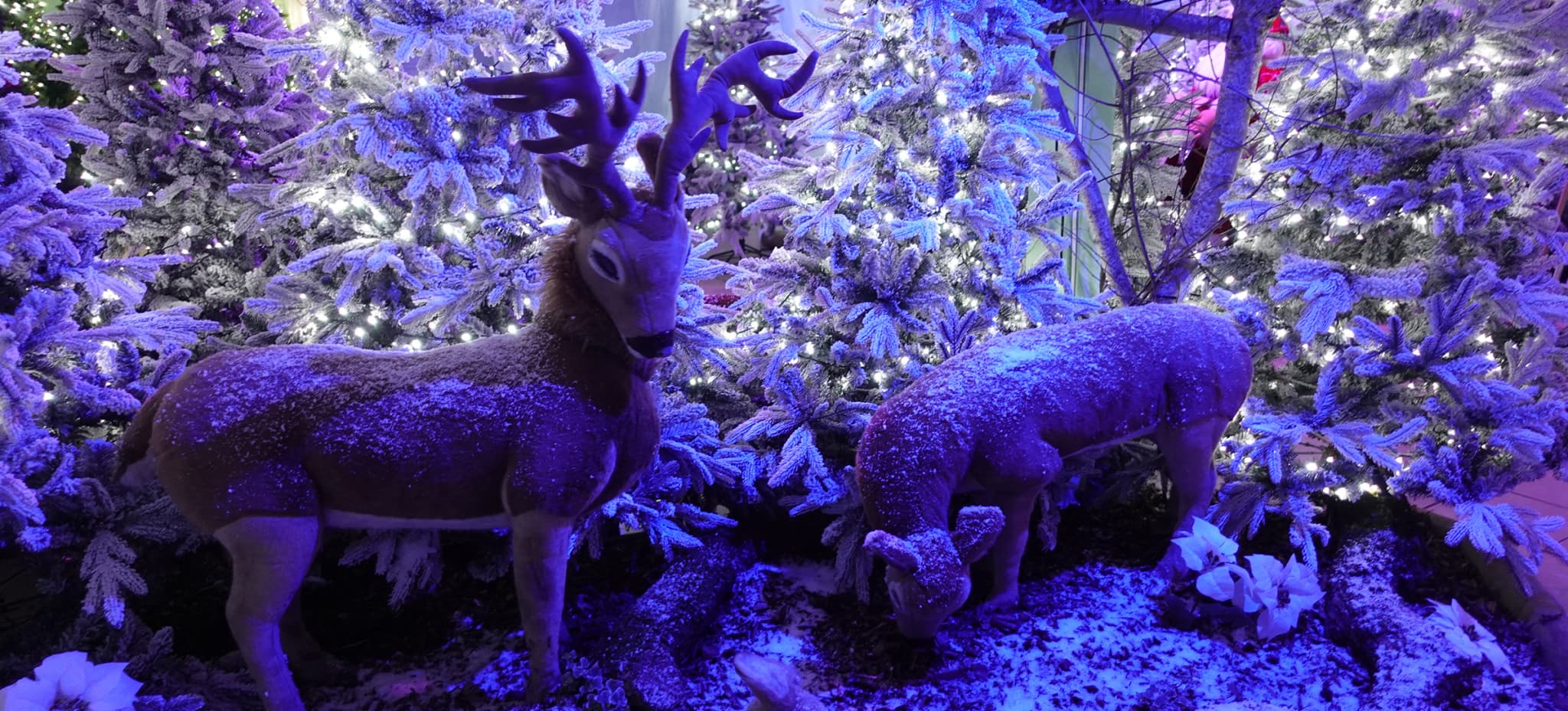 The Santa Experience