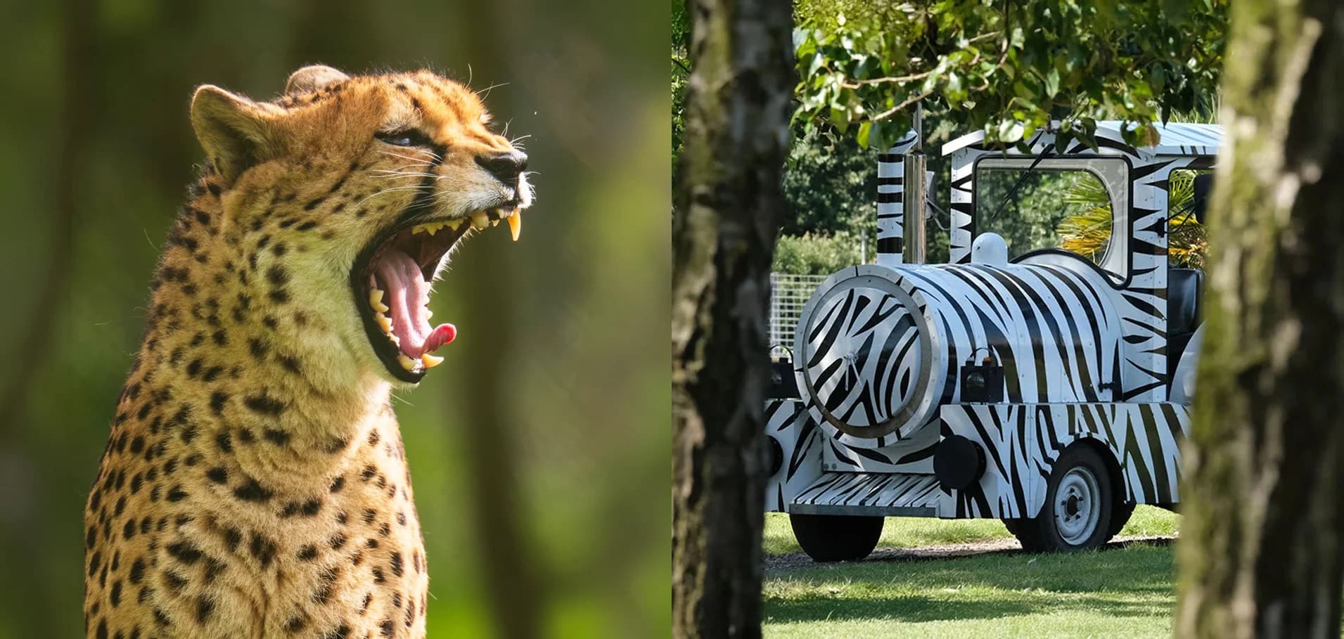 Boo at the Zoo at Africa Alive