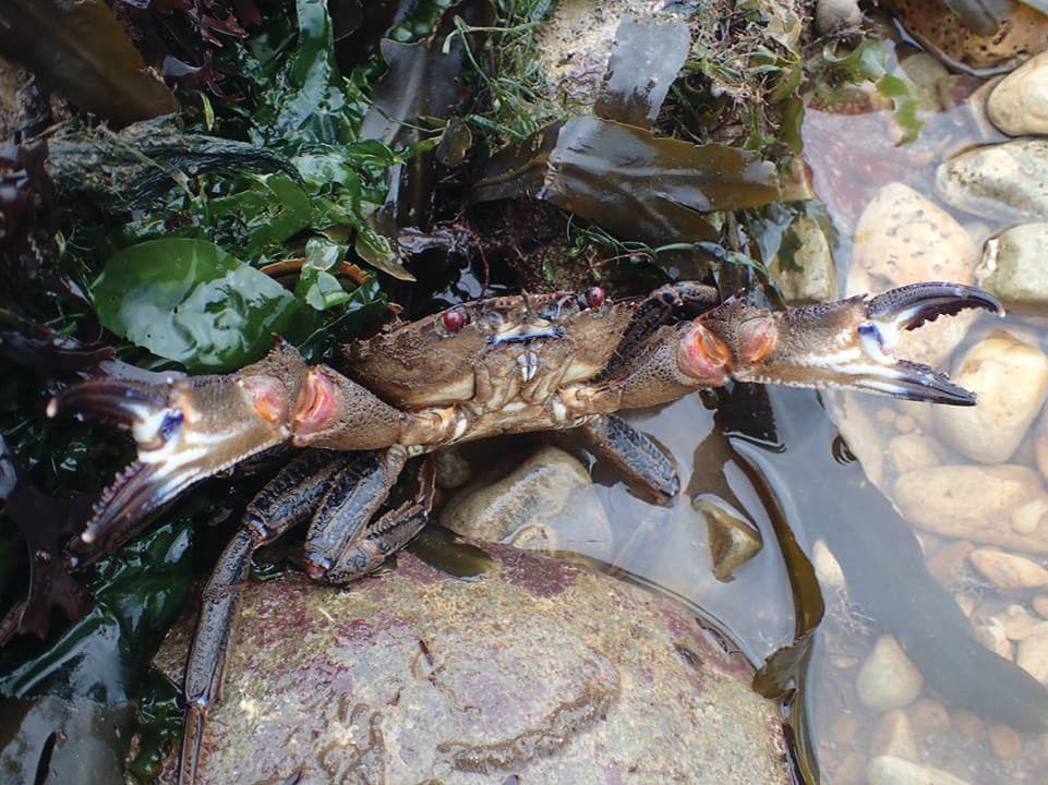 Rockpool Safari - Scarborough