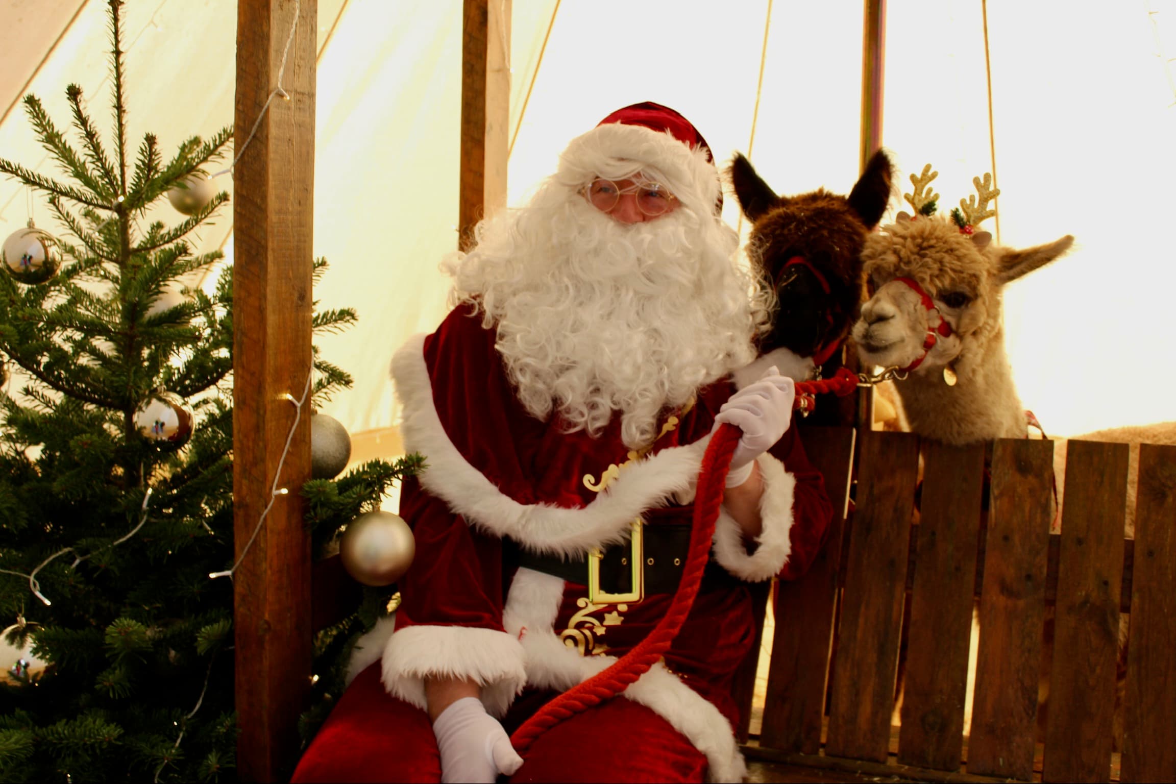 Christmas with the Alpacas SEN Quiet Session