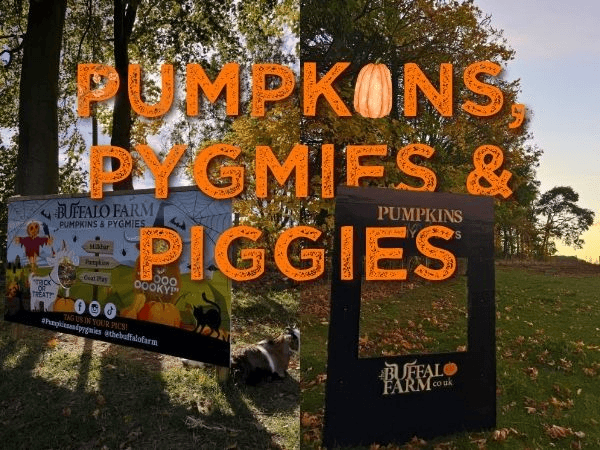 Pumpkins, Pygmies & Piggies - 2026