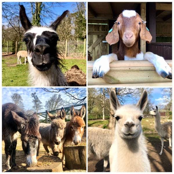 Zoo activity - Meet the Hoof Stock