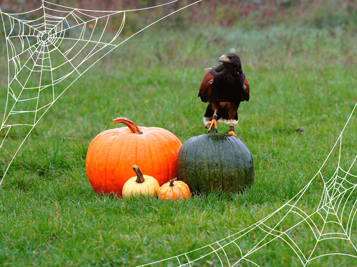Halloween Haunted Hawks
