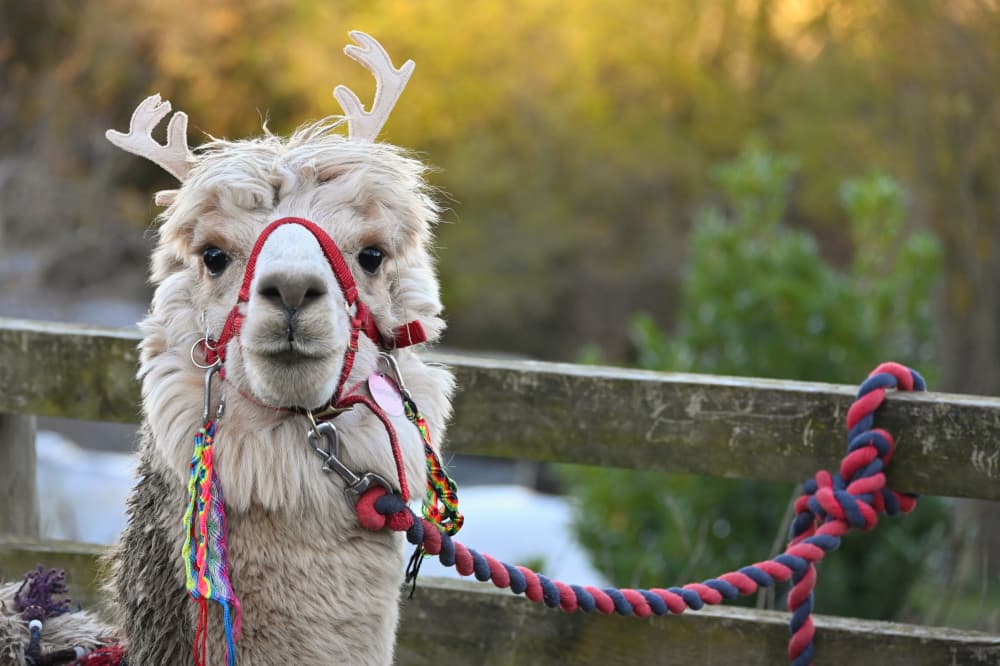 Christmas Reinpaca Treks at Holly Hagg
