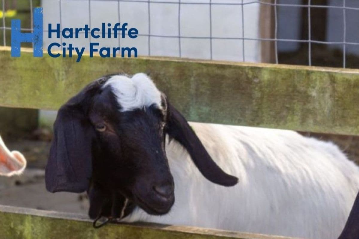 Nature Stay and Play at Hartcliffe City Farm
