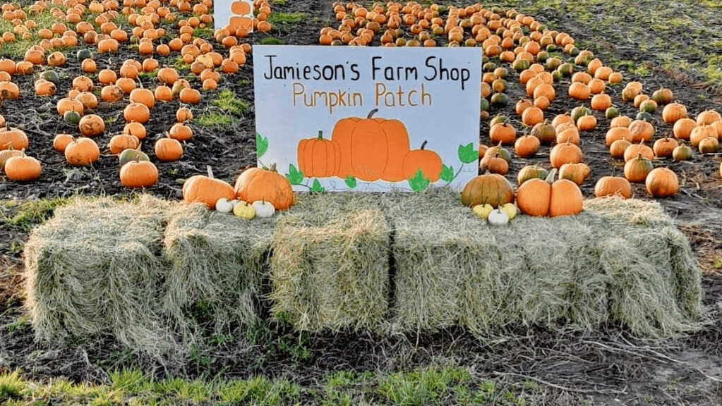 Jamieson's Farm Shop Pumpkin Patch