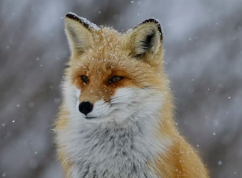 For Your Inspiration: Into the wild