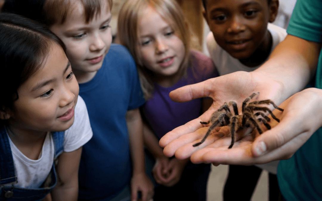 Curious Creatures Mobile Zoo