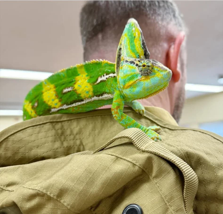 Live Reptile Encounters with Scaly Safari at The Hole In Wand Blackpool