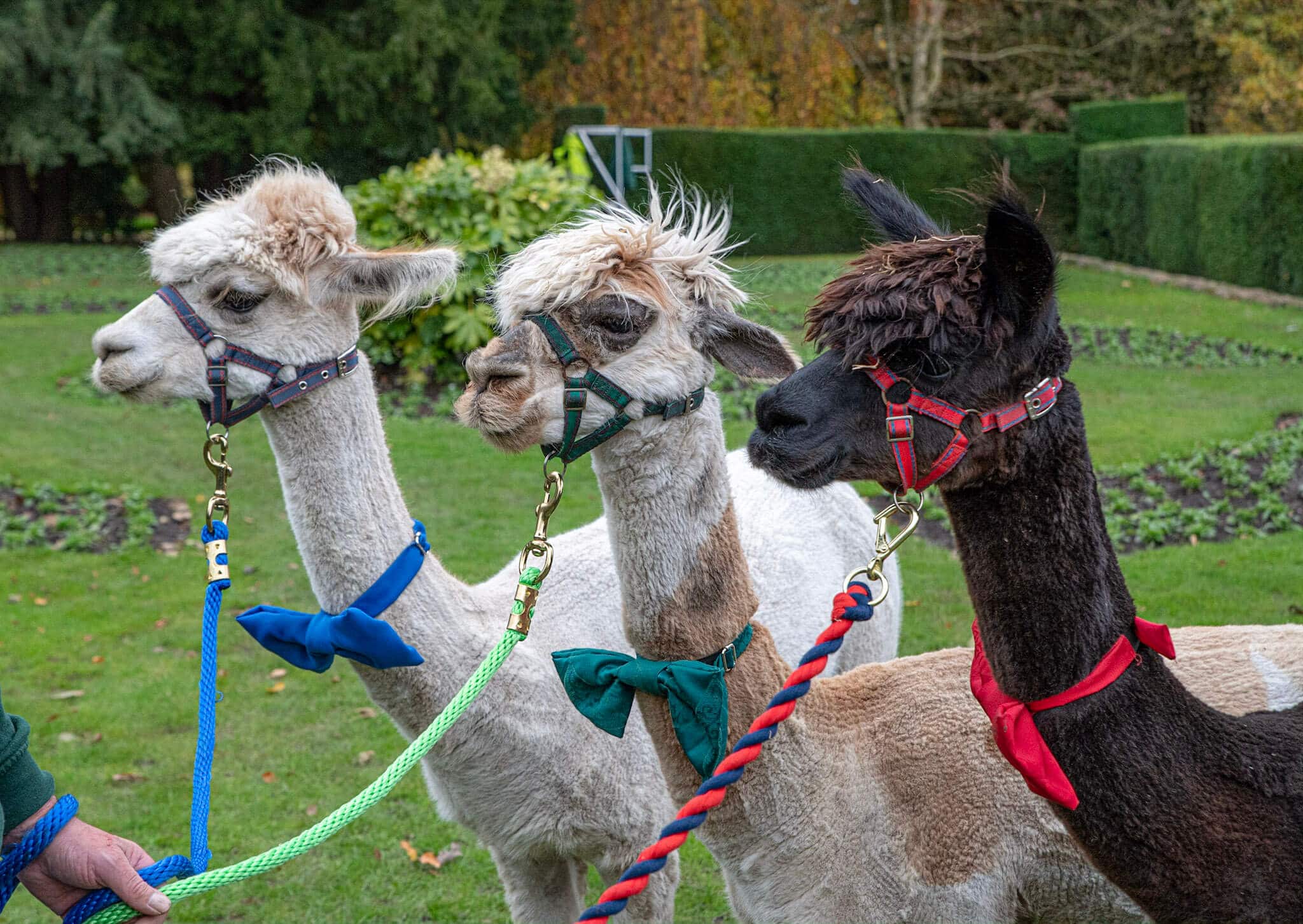 Walk an Alpaca