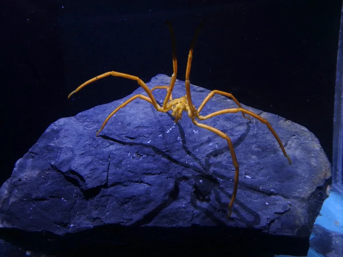 Spiders in Space at the National Maritime Museum