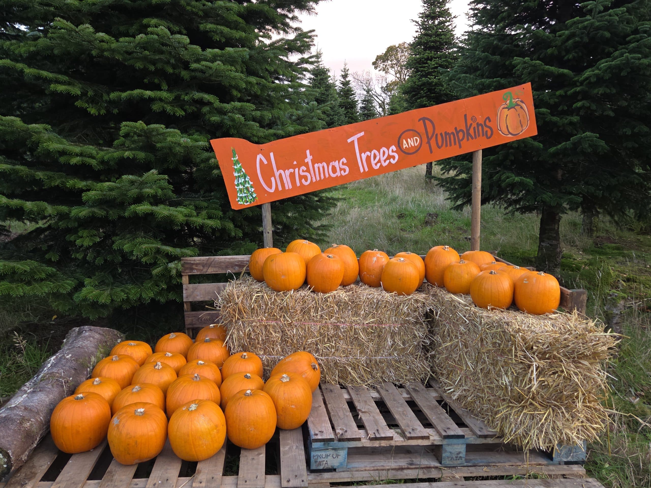 Cut Your Own Pumpkin at Edenmill