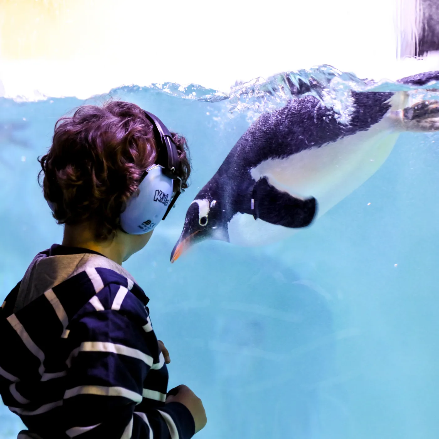Quiet at the Aquarium