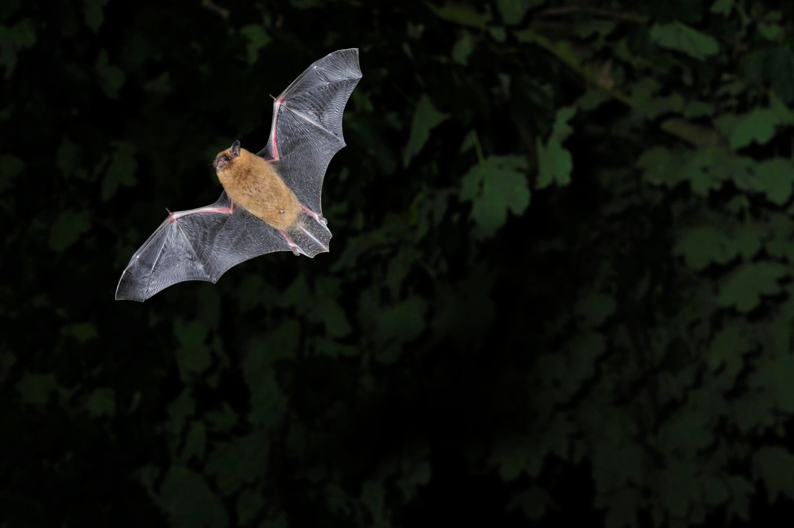 Guided Bat Walk