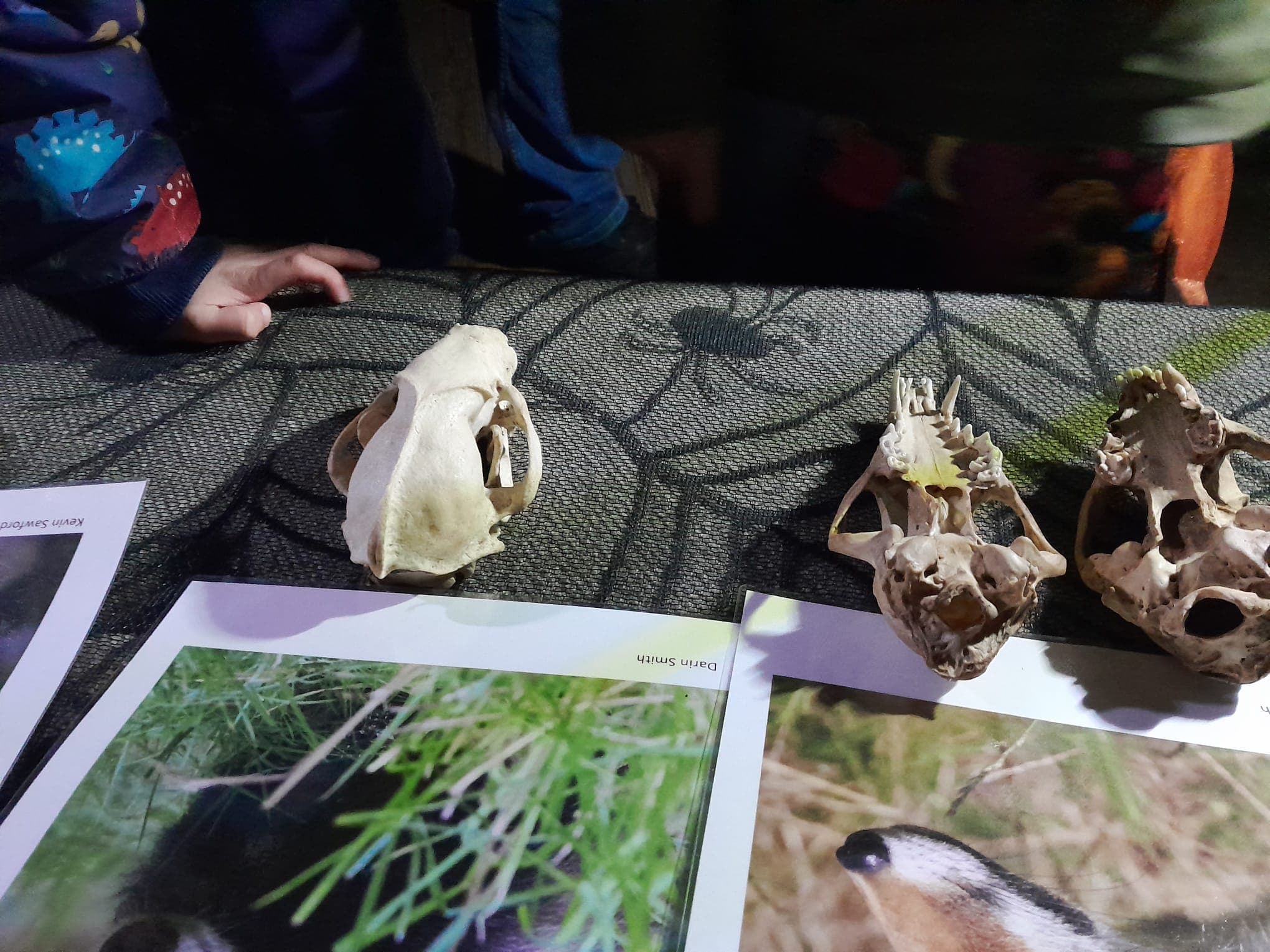Wild Halloween at Foxburrow