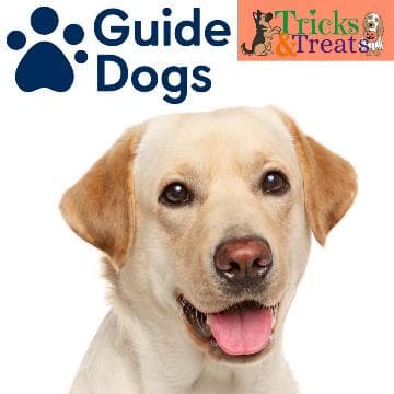 Meet the Guide Dogs! (Talk, Meet & Greet) - FREE Drop-In Session at Chesham