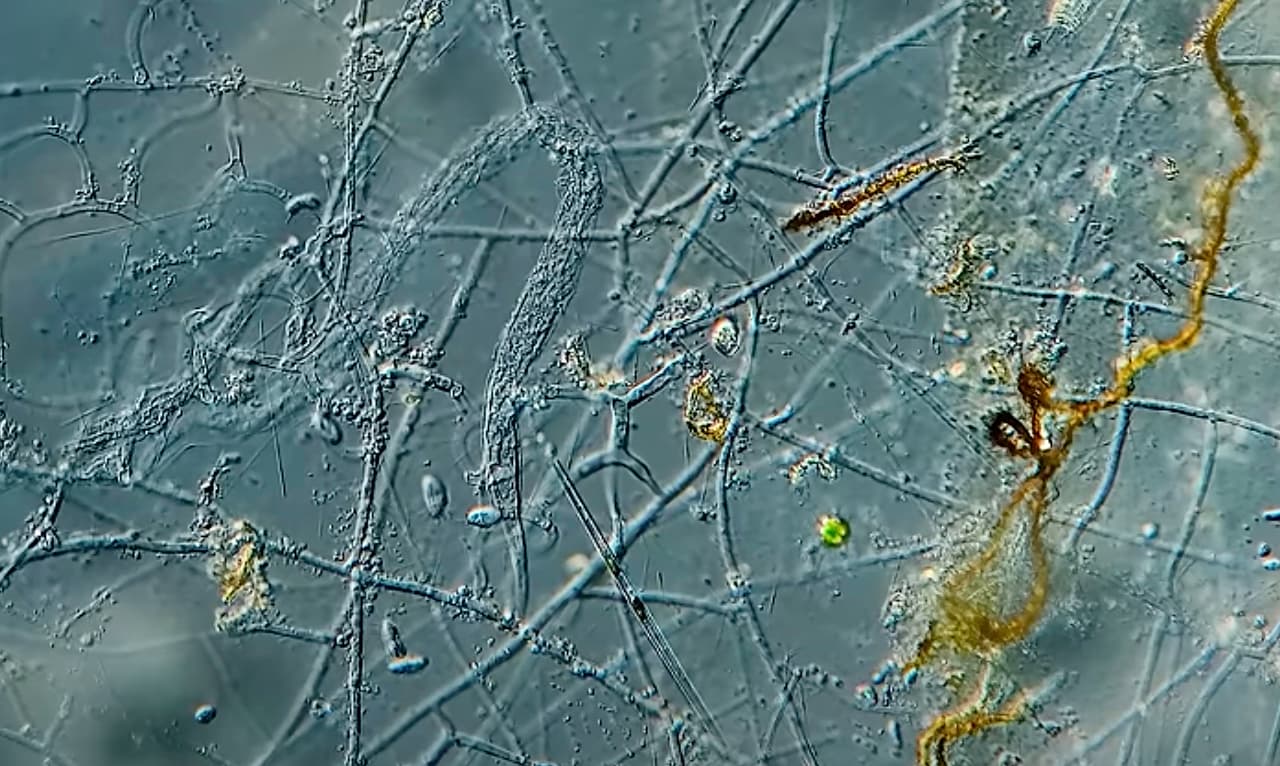 Herring: A microscopic adventure (8-12 year olds)