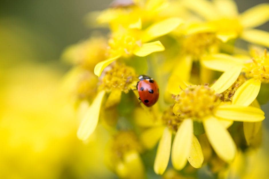 Herbarium Session: Busy Bees and Blooming Flowers at RHS Wisley