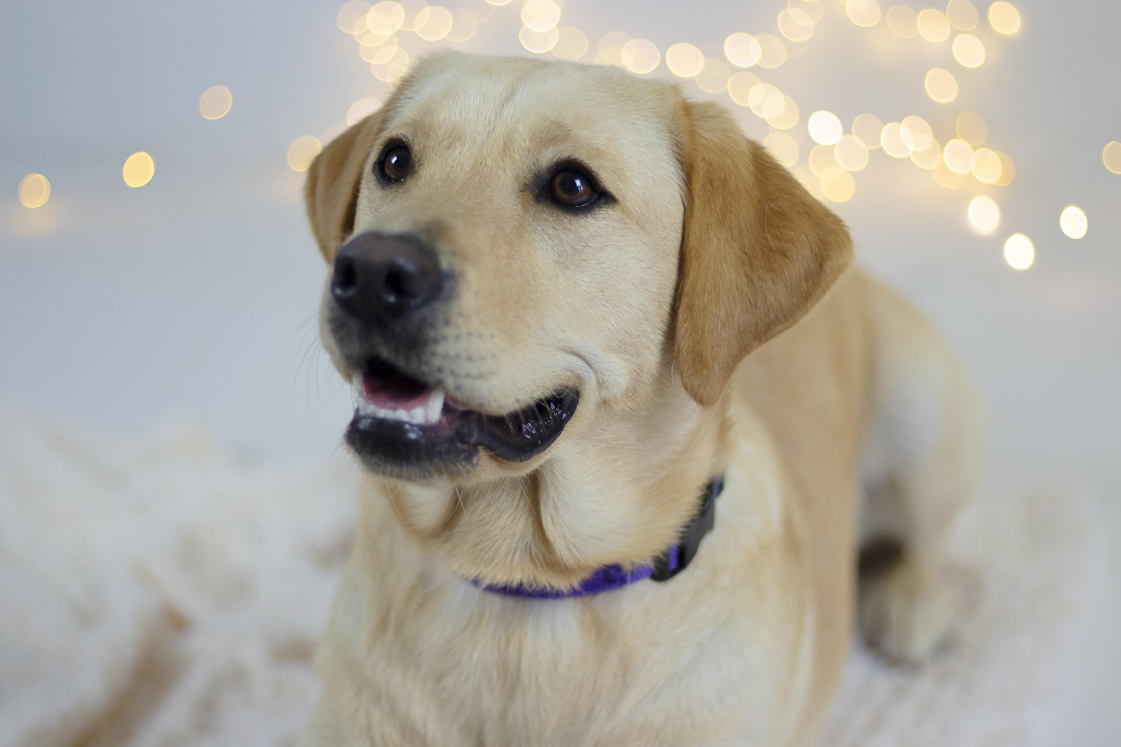 Canine Partners Christmas Service - Scotland