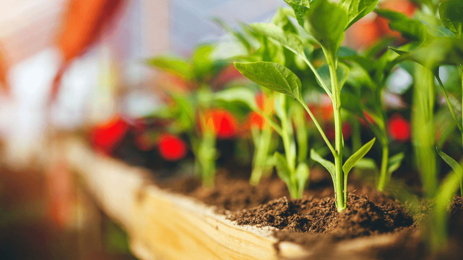 Plant Your Own Seed and Make Your Own Pot