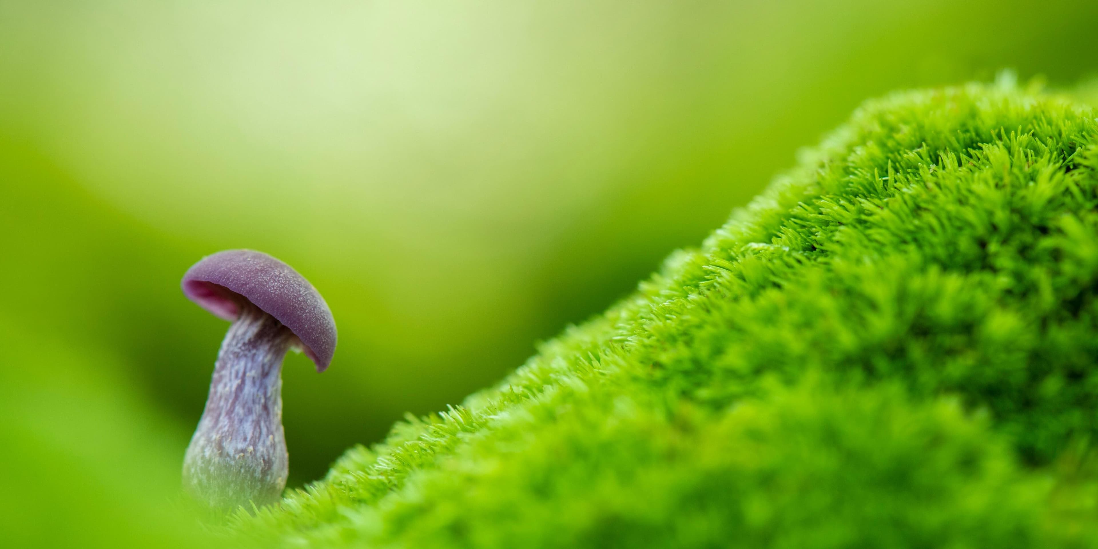 Fungi walk at The Lodge
