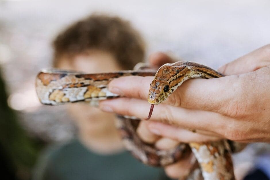 Zoolab animal encounters at RHS Harlow Carr