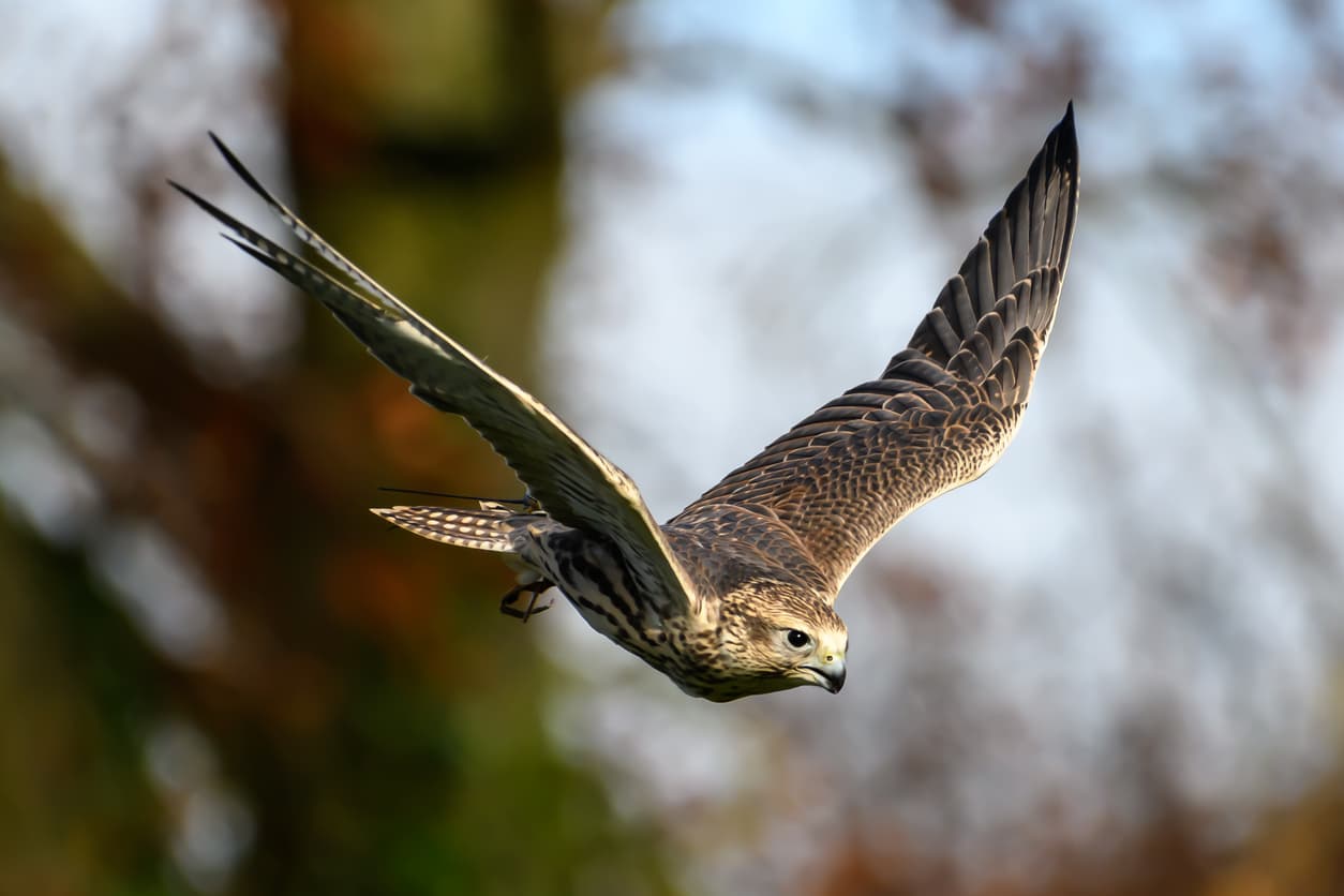Falconry at the Abbey