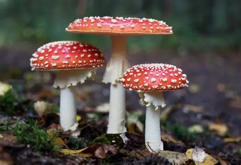 Little Woodland Fungi Adventure