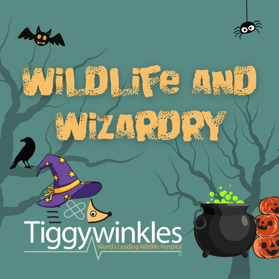 Wildlife & Wizardry at Tiggywinkles