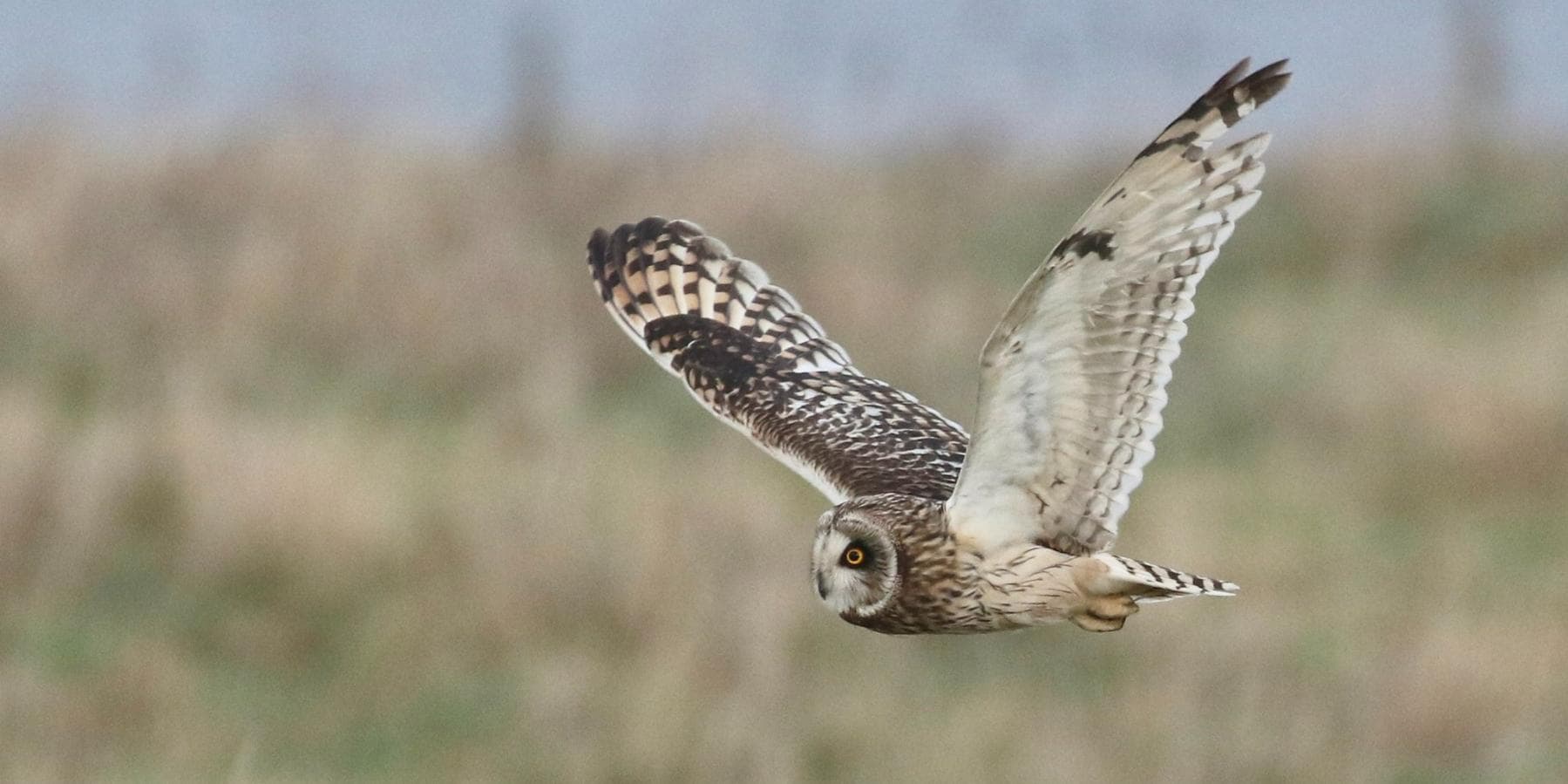 Migration Magic at Bempton Cliffs