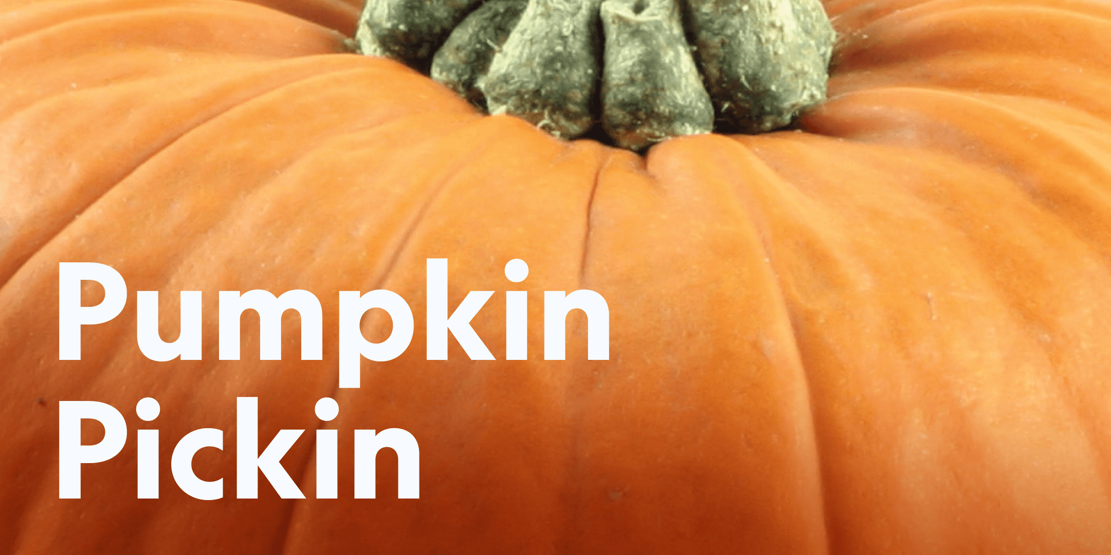 Pumpkin Pickin at Haigh