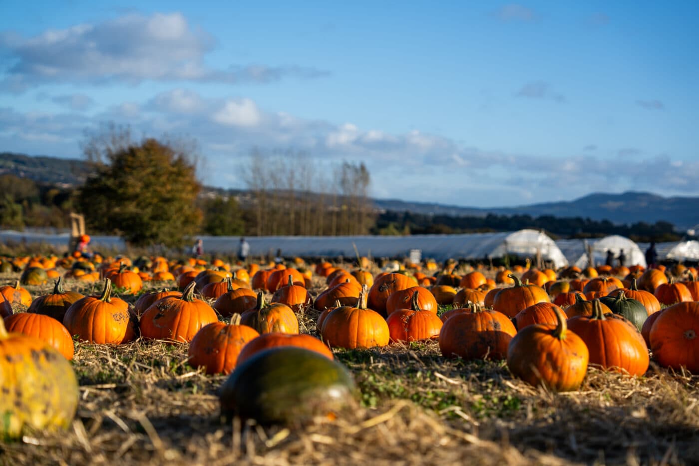 Craigies Pumpkin Festival 2026