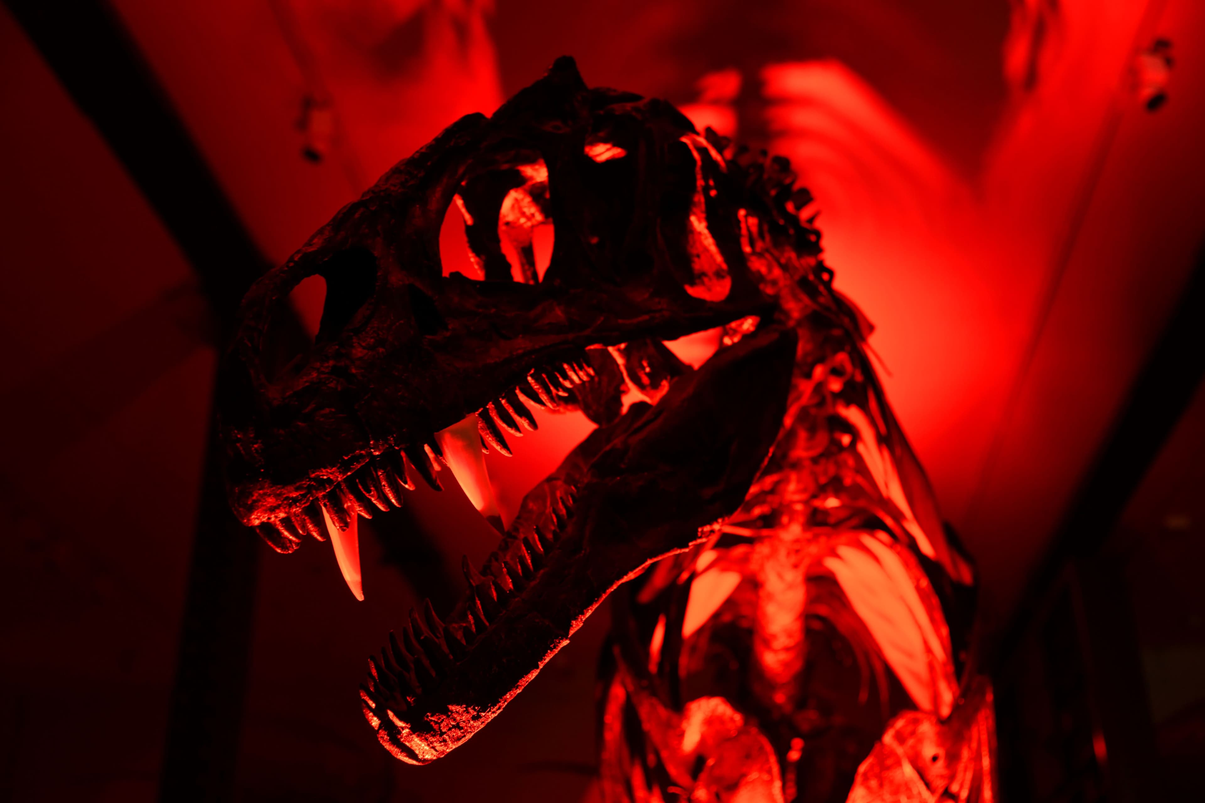 Family Fun Day: Fossils & Fiction