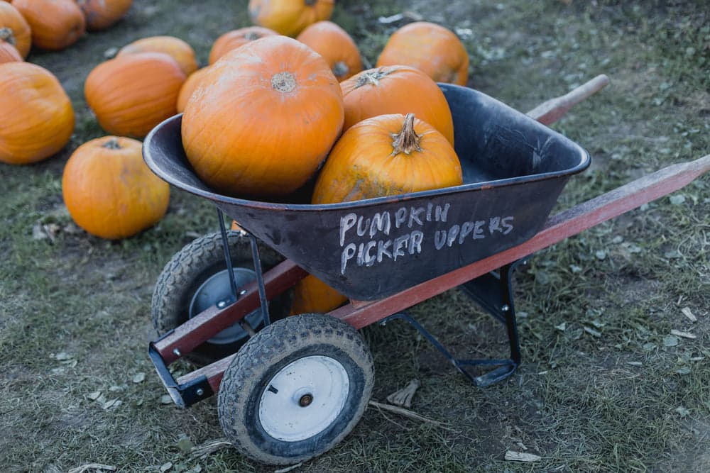 Mini Pumpkin Explorers at The Lambing Shed