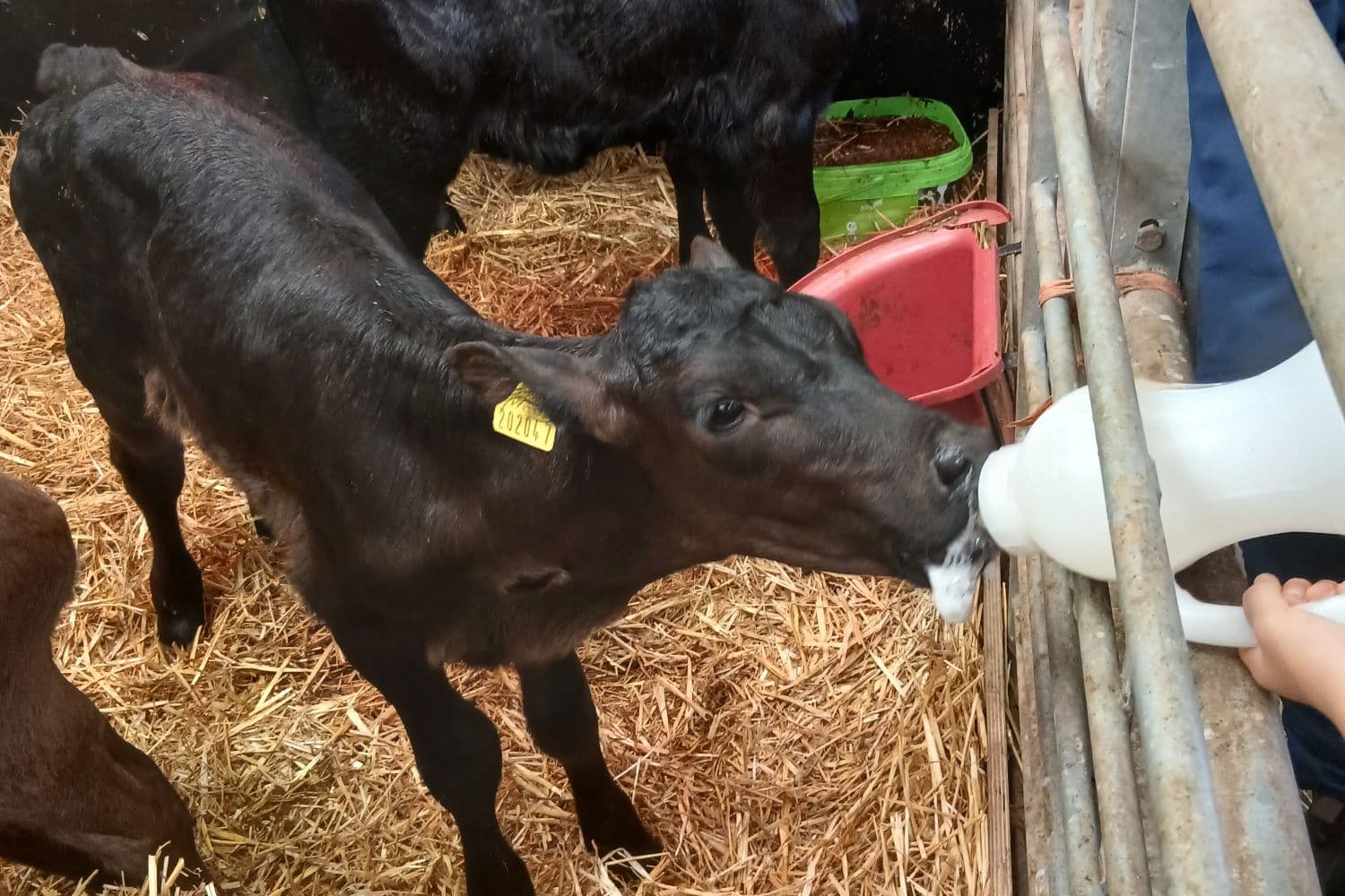 Calf Bottle Feeding Experience