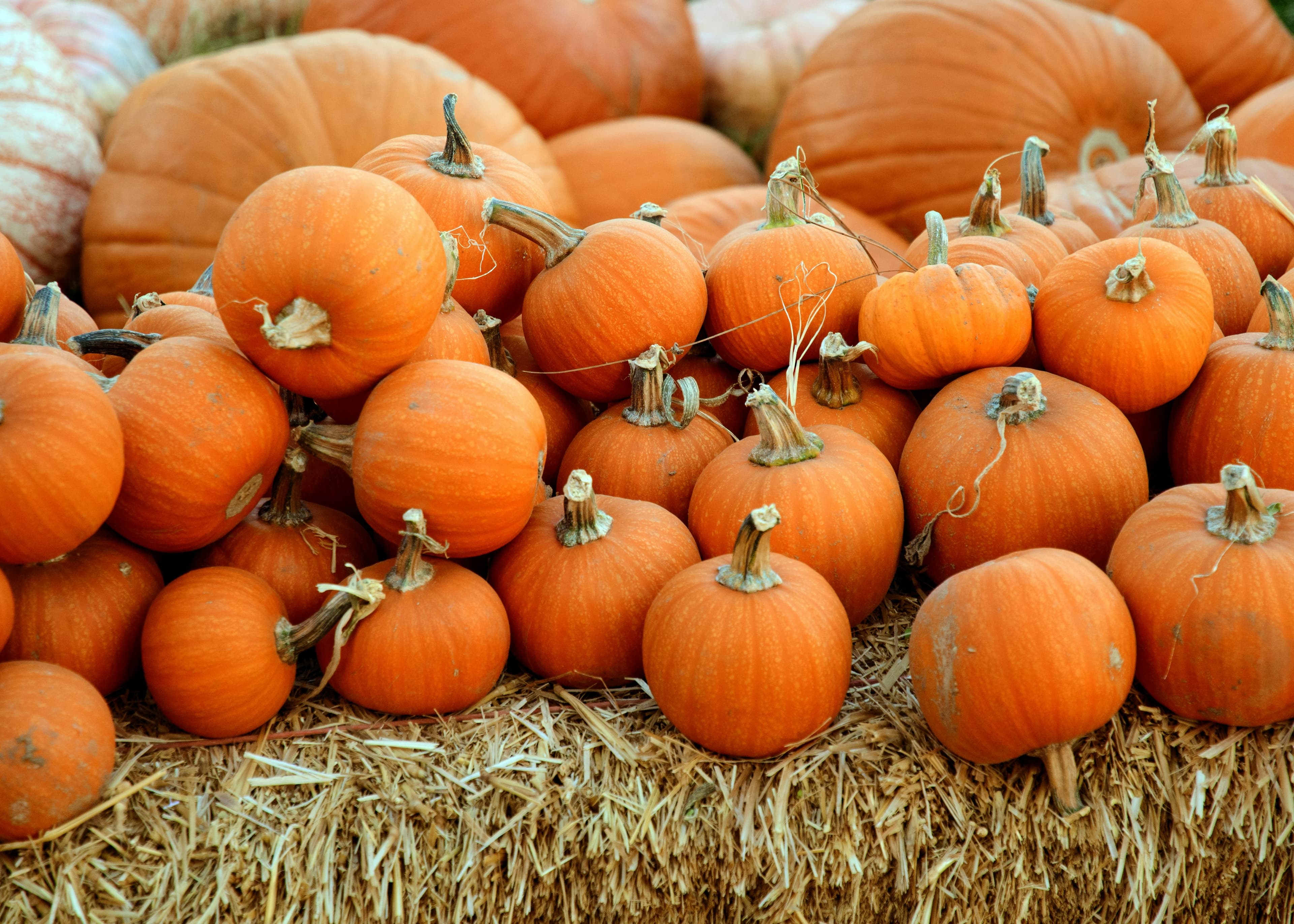 Pumpkins at the Castle at Watermouth Castle
