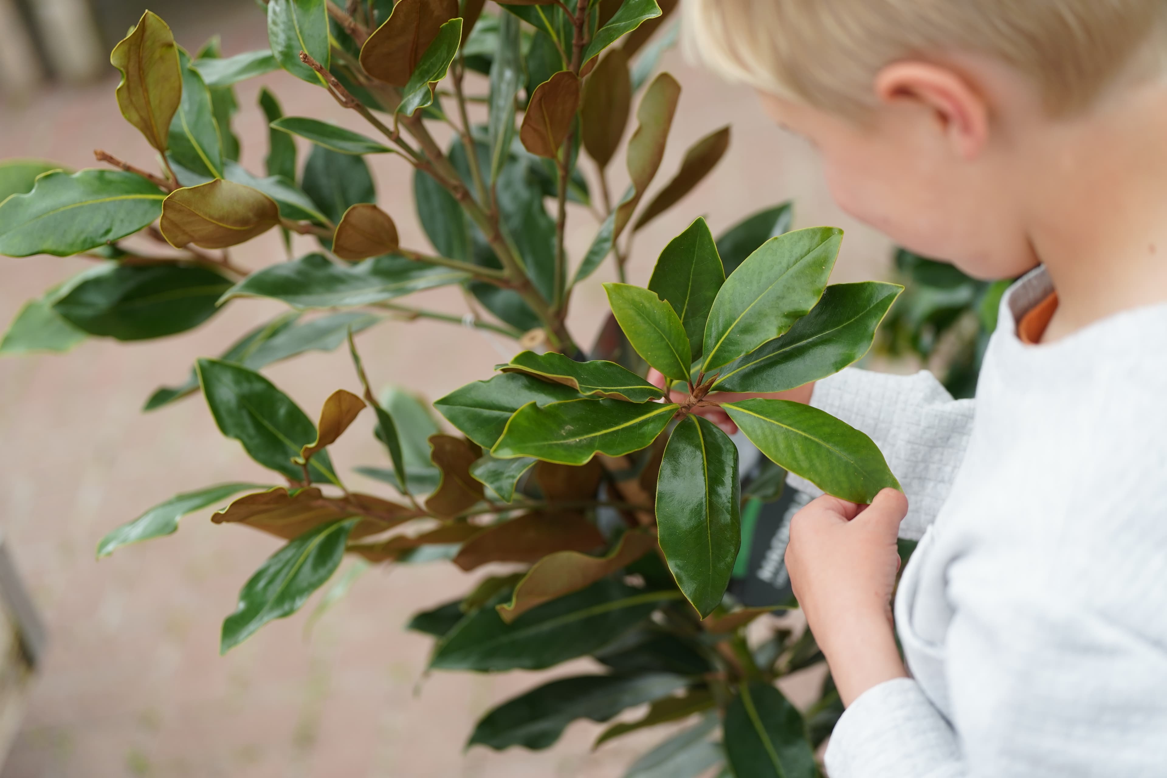 Little Seedlings November Workshop: The journey of a leaf at Dobbies Marple
