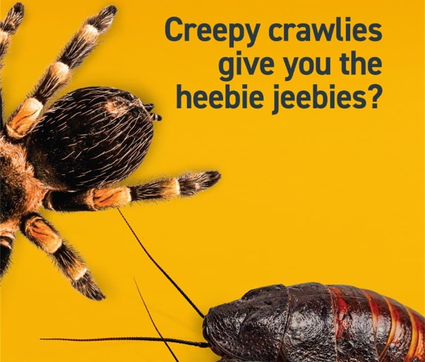 Creepy Crawlies