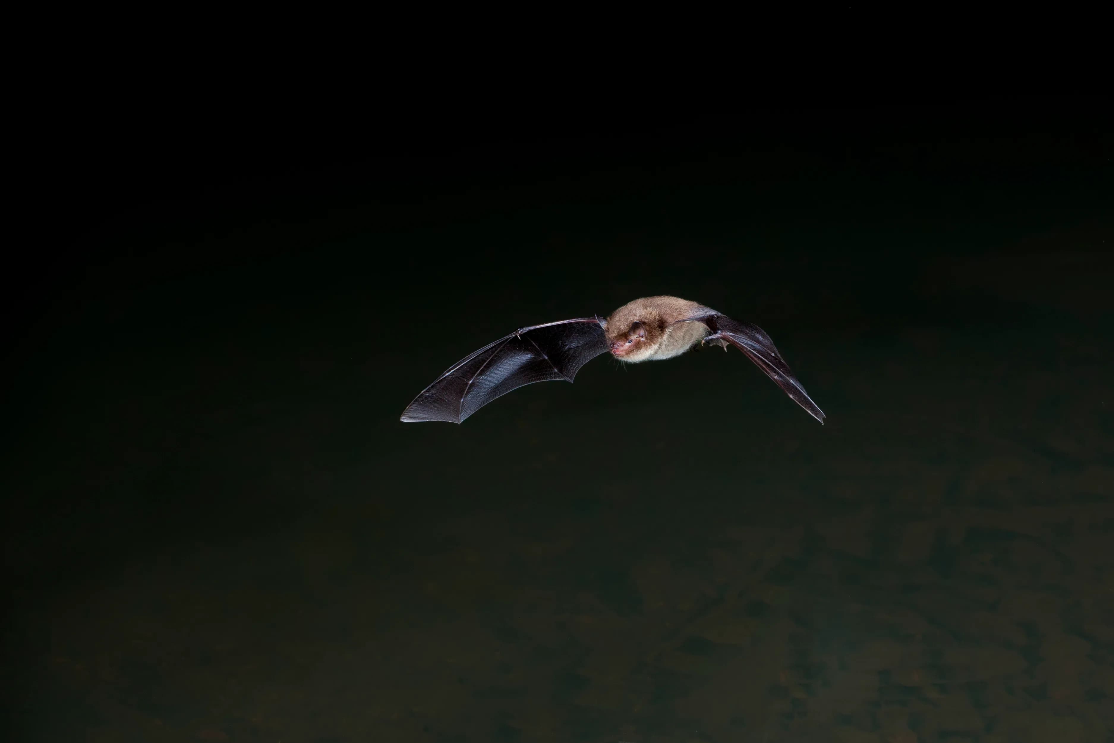 Bats of Kent: Activity Trail at Sevenoaks Wildlife Reserve