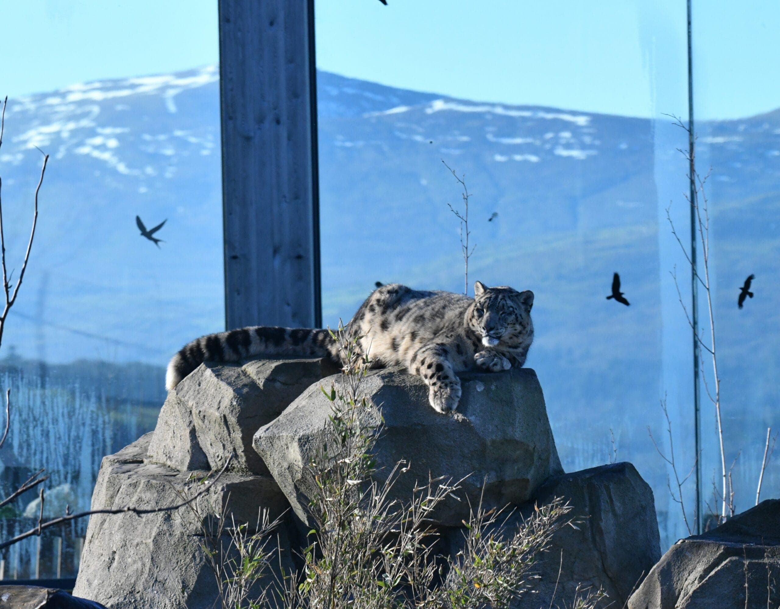 Santa’s Grotto at Welsh Mountain Zoo