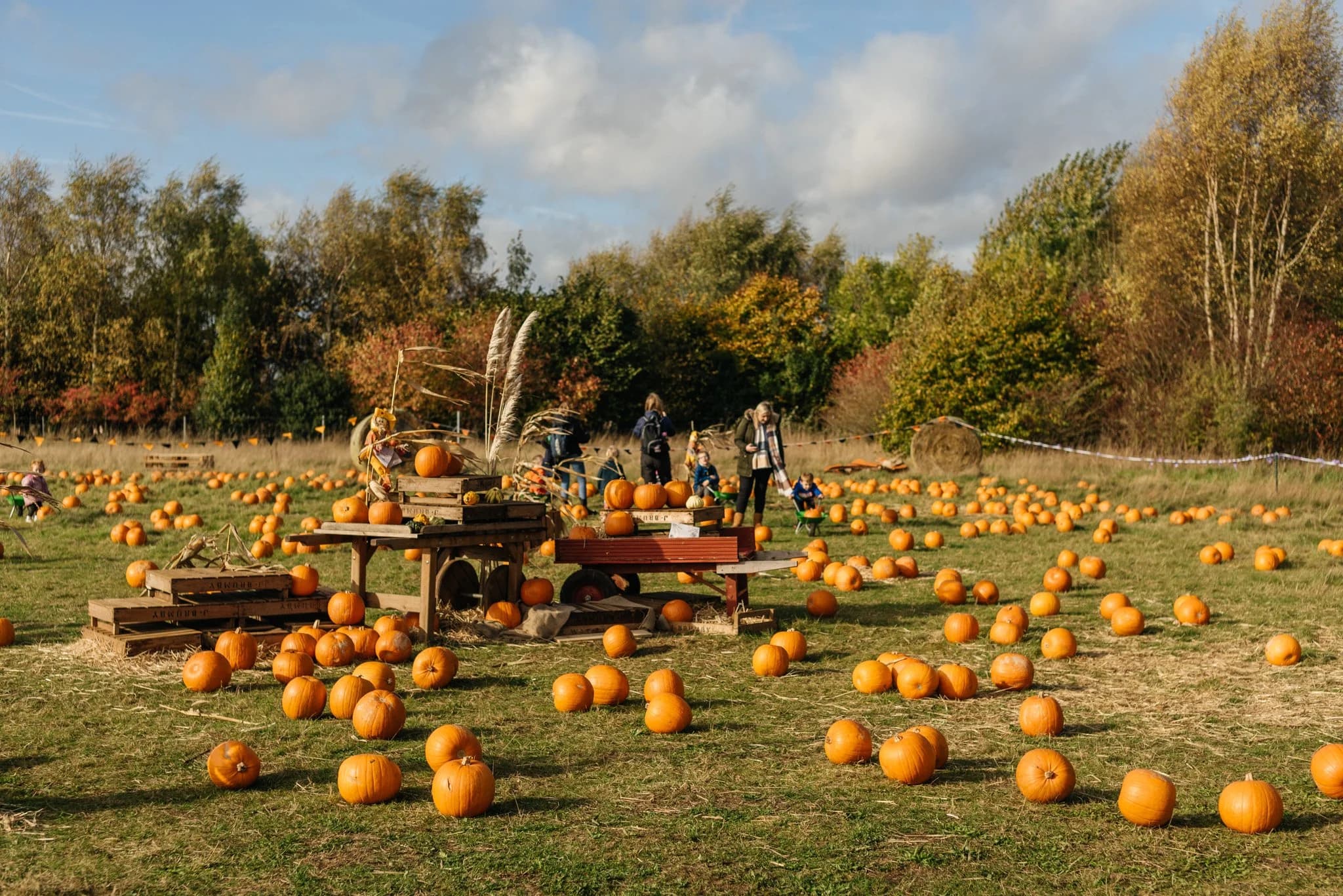 Pumpkin Festival