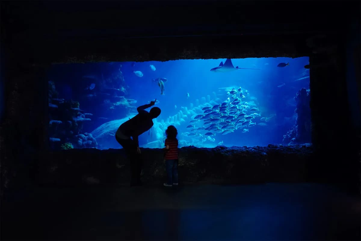 Quiet at the Aquarium