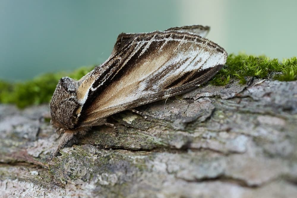 Meet our Moths