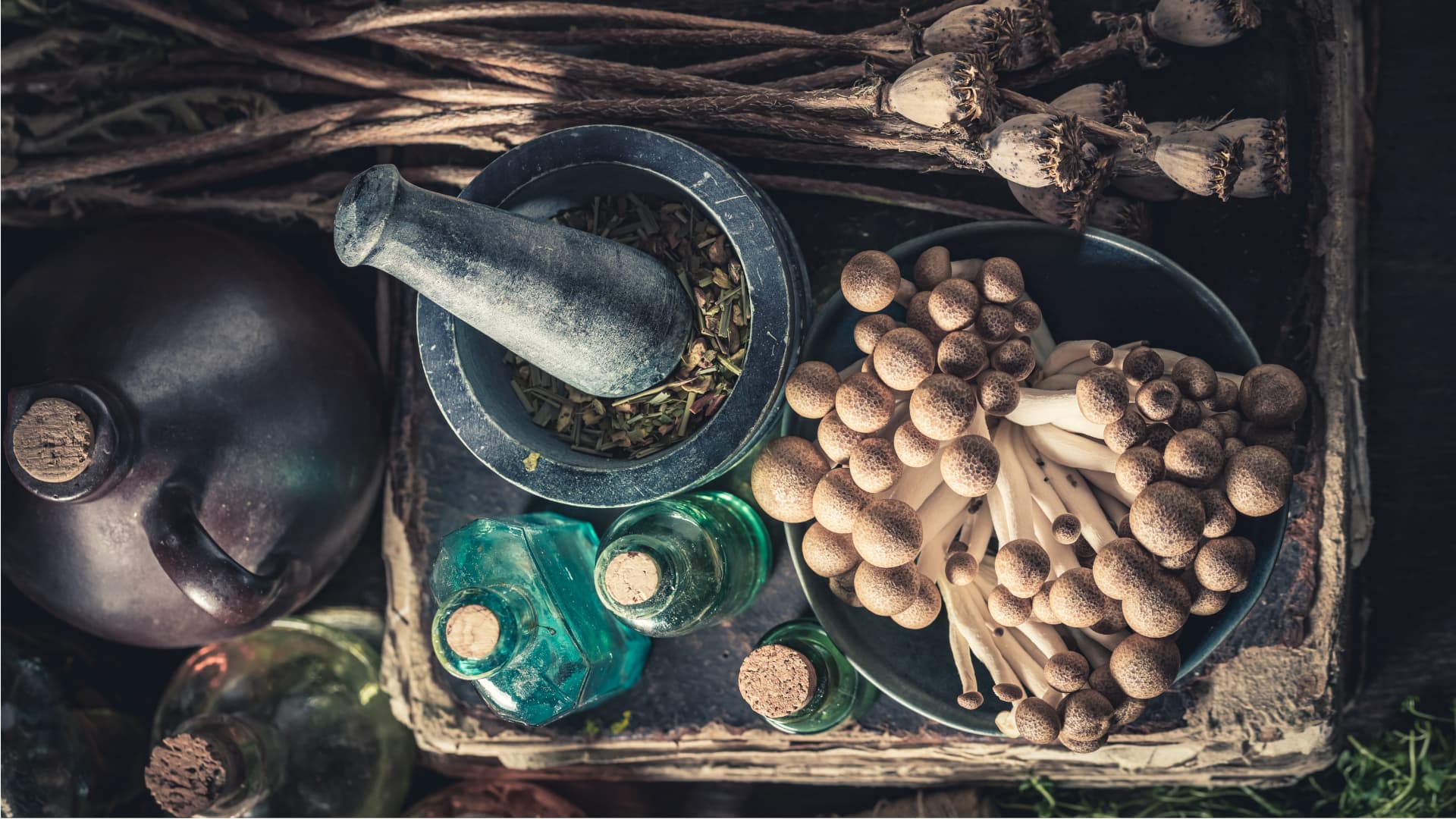 Let’s Discover… Medicine in the North Pole
