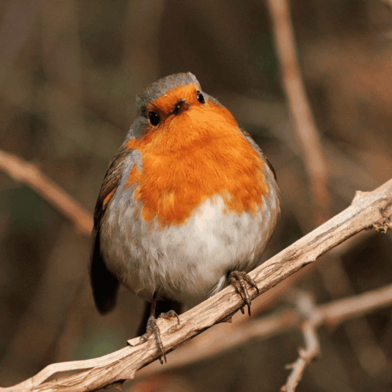 Robin Box Building at Rutland Water