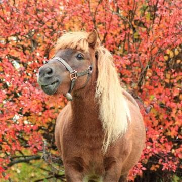 Read with a Pony!