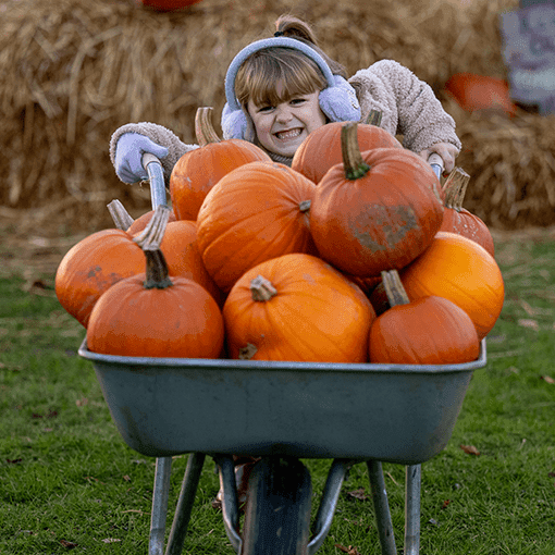 Halloween Pumpkin Festival at Conifox