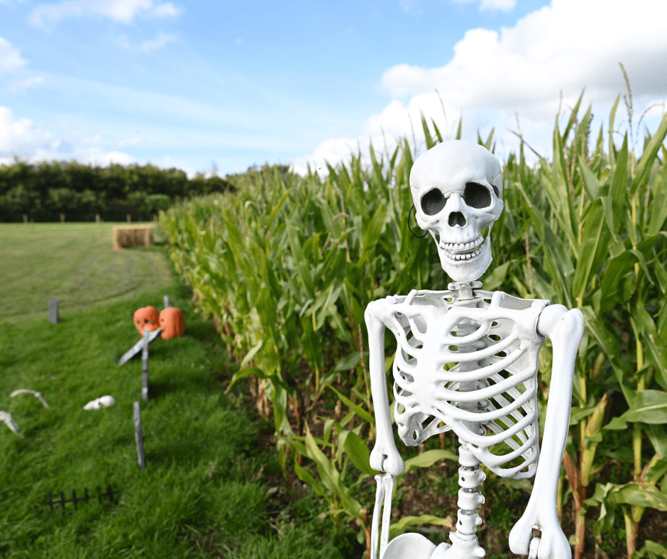 Halloween Maize Maze Trail at Thorpe Farm
