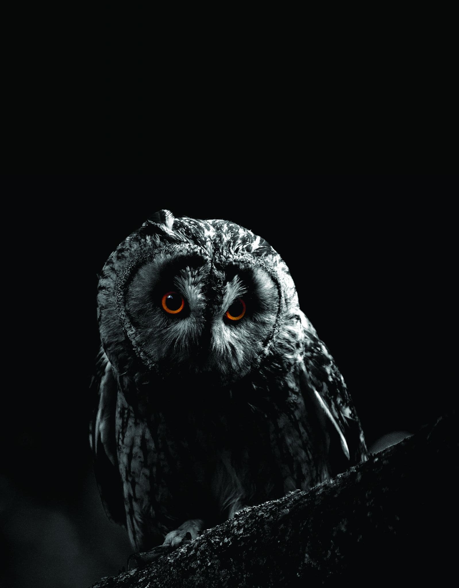 Owl-O-Ween